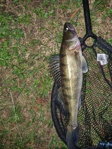 Zander
