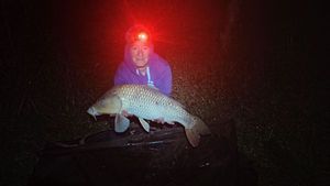 Common Carp
