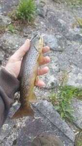 Brown Trout