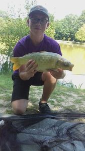 Common Carp