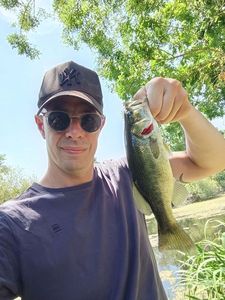 Largemouth Bass