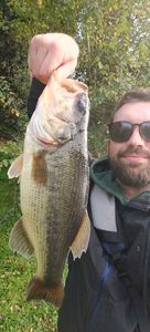 Largemouth Bass