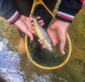 Brown Trout