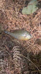 Green Sunfish