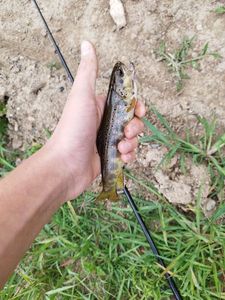 Rainbow Trout