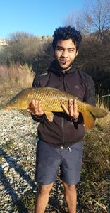 Common Carp