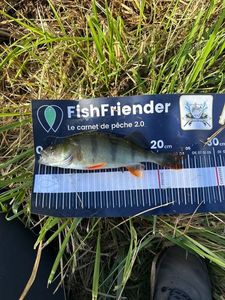 European Perch