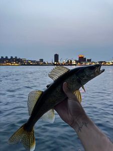 Walleye