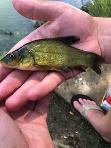 Tench