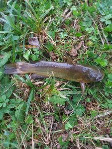 Black Bullhead