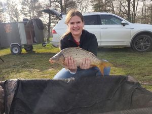 Common Carp