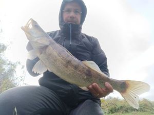 Zander