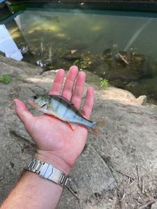 European Perch