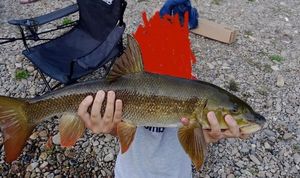 Barbel