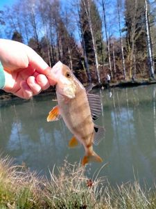 European Perch