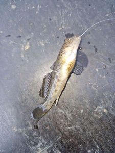 Round Goby