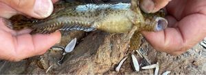 Round Goby