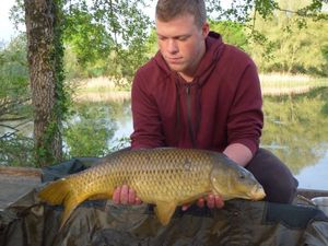 Common Carp