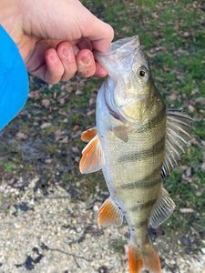 European Perch