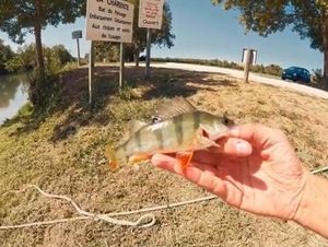 European Perch
