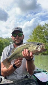 Largemouth Bass