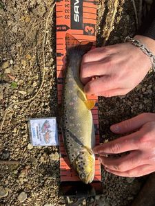 Brown Trout