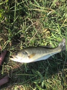 Largemouth Bass
