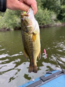 Largemouth Bass