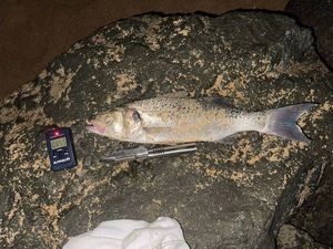 Spotted Seabass