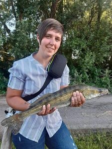 Zander