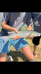 Thicklip Grey Mullet