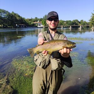 Brown Trout