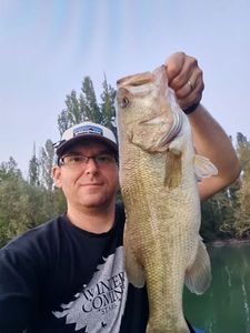 Largemouth Bass