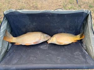 Common Carp