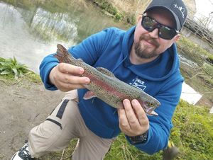 Rainbow Trout