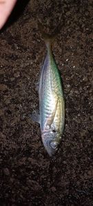 Atlantic Horse Mackerel