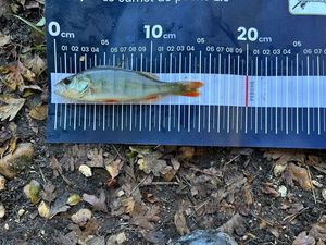 European Perch