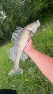 Zander