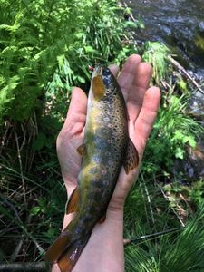 Brown Trout