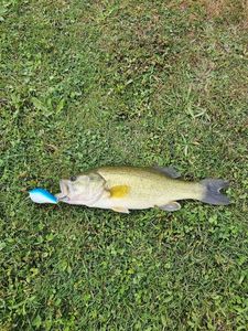 Black Bass (Achigan à Grande Bouche)