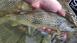 Brown Trout
