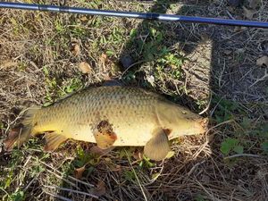 Common Carp