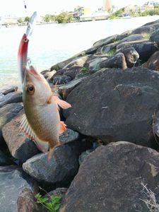 Redbanded Seabream