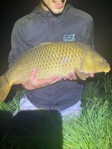 Common Carp