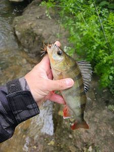 European Perch