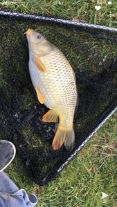 Common Carp