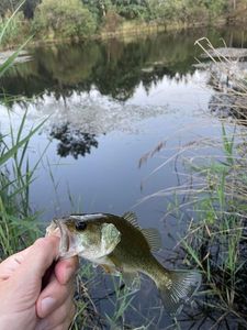 Largemouth Bass