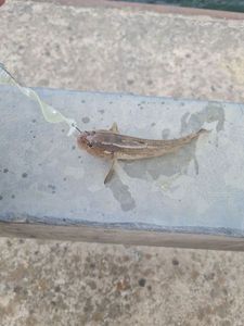 Round Goby