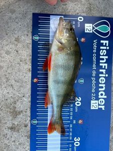 European Perch