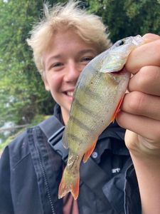 European Perch